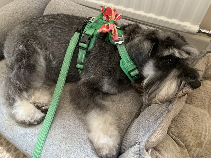 Groomed miniature schnauzer lying on a grey sofa in a green harness with a flower bow
