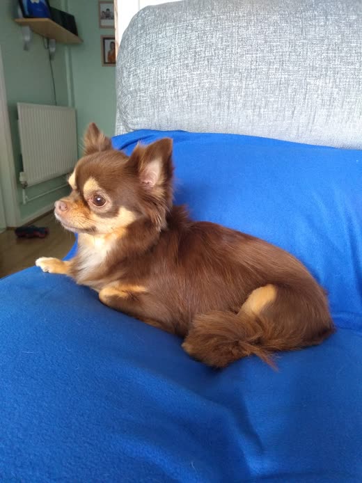 Long-haired chocolate-and-tan chihuahua with a freshly brushed-out coat, lying on a blue blanket
