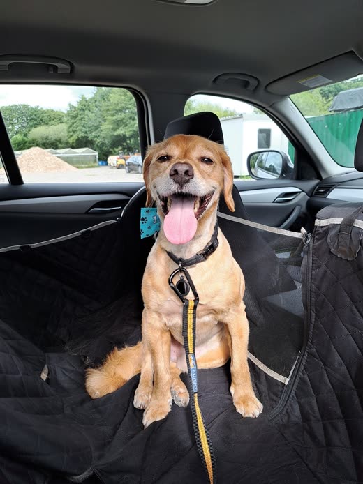 Tan Labrador-type dog in a harness, panting happily after a bath and brush