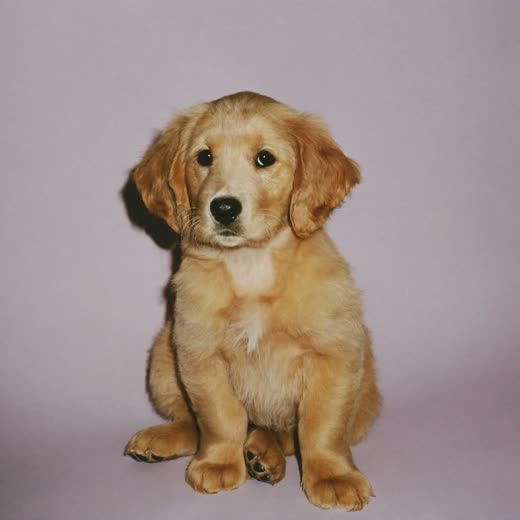 A fluffy cockapoo puppy sitting calmly before its first groom